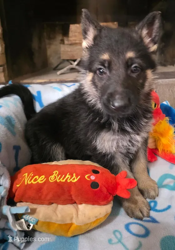 Red Rockstar , a male German Shepherd Dog for sale in Saint Peters, MO – Photo 1 of 1