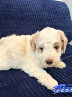 Blue boy , a male Miniature Goldendoodle for sale in Nashville, TN – 3 of 6
