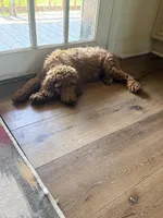 Missy , a female Poodle - Standard  for sale in Hermitage, TN – 6 of 7