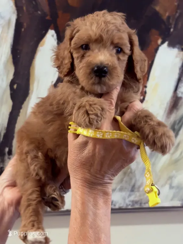 Sonny ( yellow)  – Poodle - Standard  puppy for sale in Hermitage, TN