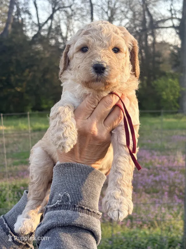 Burgundy  – Goldendoodle puppy for sale in Nashville, TN