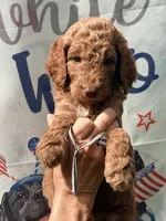 Silver girl, a female Poodle - Standard  for sale in Nashville, TN – 2 of 2
