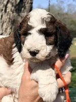 Parti boy, a male Poodle - Standard  for sale in Nashville, TN – Photo 2 of 3