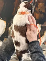 Parti boy, a male Poodle - Standard  for sale in Nashville, TN – Photo 3 of 3