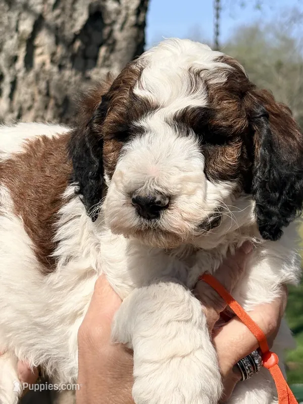Parti boy – Poodle - Standard  puppy for sale in Nashville, TN