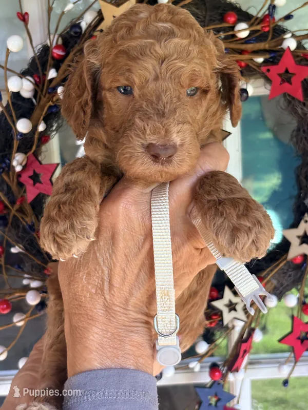 Silver girl  – Poodle - Standard  puppy for sale in Nashville, TN