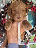 Silver girl , a female Poodle - Standard  for sale in Nashville, TN – 1 of 2
