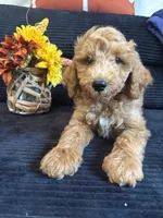 Yellow collar, a male Poodle - Miniature  for sale in Hermitage, TN – 1 of 2