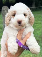 Purple girl, a female Miniature Goldendoodle for sale in Nashville, TN – 2 of 3