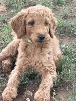 Sophie , a female Poodle - Standard  for sale in Nashville, TN – 4 of 6