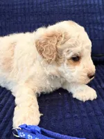 Blue boy , a male Miniature Goldendoodle for sale in Nashville, TN – 6 of 6