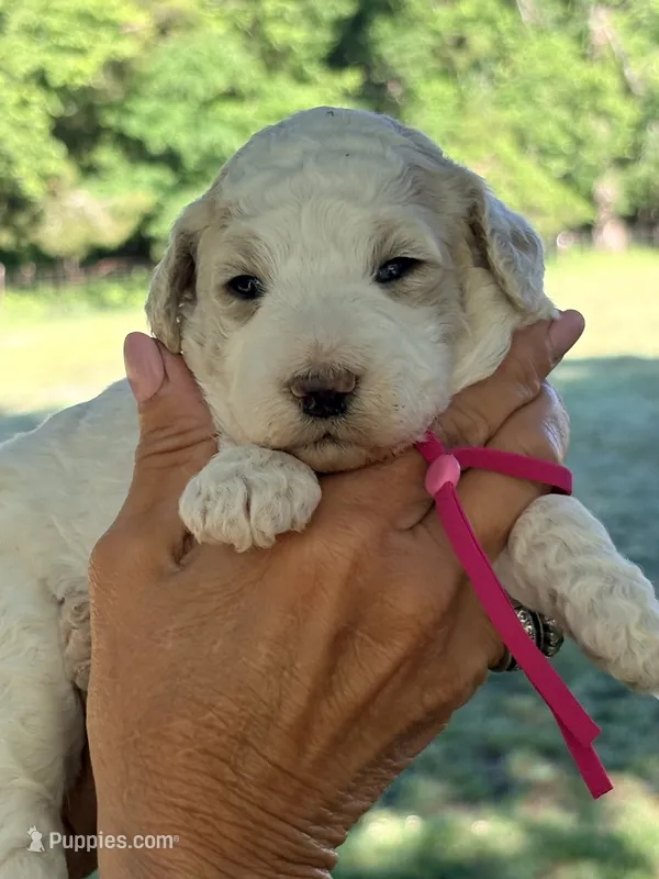 Hot pink girl  – Miniature Goldendoodle puppy for sale in Nashville, TN