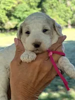 Hot pink girl , a female Miniature Goldendoodle for sale in Nashville, TN – 1 of 2