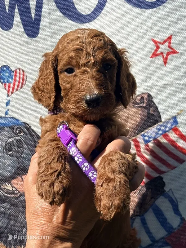 Maggie – Poodle - Standard  puppy for sale in Nashville, TN