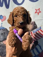 Maggie, a female Poodle - Standard  for sale in Nashville, TN – 1 of 4