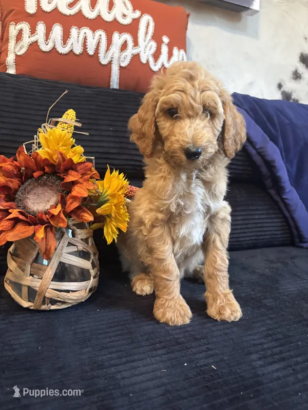 Pink collar – Poodle - Miniature  puppy for sale in Hermitage, TN