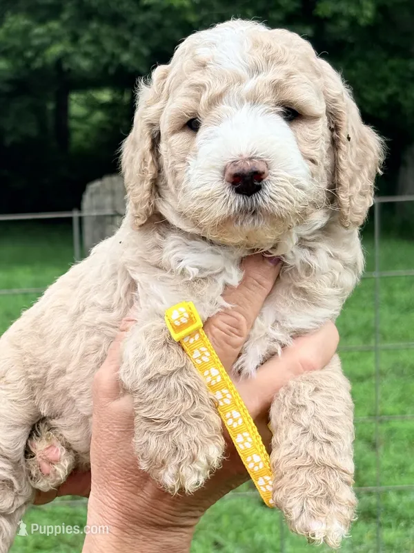 Yellow boy – Miniature Goldendoodle puppy for sale in Nashville, TN