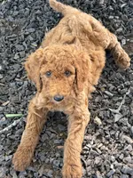 Sophie , a female Poodle - Standard  for sale in Nashville, TN – 3 of 6
