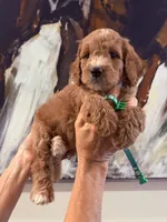 Green boy , a male Poodle - Standard  for sale in Hermitage, TN – 2 of 2