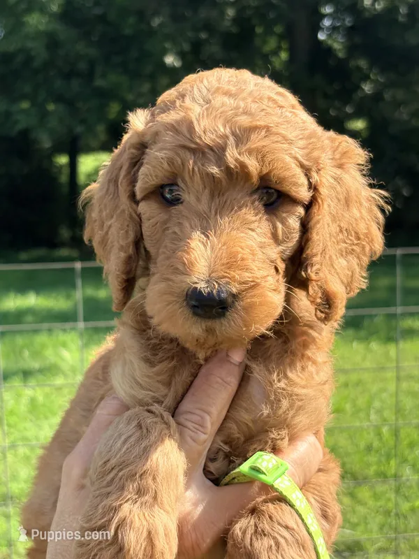 Sophie  – Poodle - Standard  puppy for sale in Nashville, TN