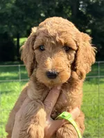 Sophie , a female Poodle - Standard  for sale in Nashville, TN – 1 of 6