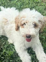 Erin, a female Miniature Goldendoodle for sale in Nashville, TN – 6 of 6