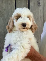 Purple girl , a female Miniature Goldendoodle for sale in Nashville, TN – 2 of 2