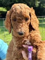 Maggie, a female Poodle - Standard  for sale in Nashville, TN – 2 of 4