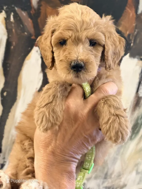 Lime collar girl  – Poodle - Miniature  puppy for sale in Hermitage, TN