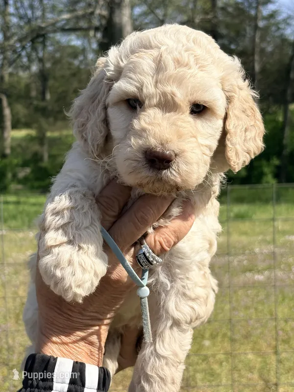 Baby blue boy – Goldendoodle puppy for sale in Nashville, TN