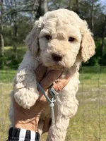 Baby blue boy, a male Goldendoodle for sale in Nashville, TN – Photo 1 of 2