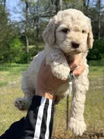 Baby blue boy, a male Goldendoodle for sale in Nashville, TN – Photo 2 of 2