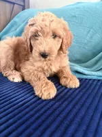 Pink collar girl , a female Poodle - Miniature  for sale in Hermitage, TN – 2 of 3