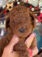 Red boy , a male Poodle - Standard  for sale in Nashville, TN – 2 of 3