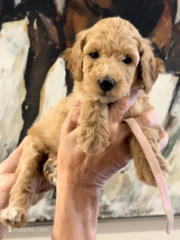 Pink collar girl  – Poodle - Miniature  puppy for sale in Hermitage, TN