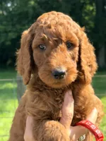 Charlotte, a female Poodle - Standard  for sale in Nashville, TN – 2 of 6