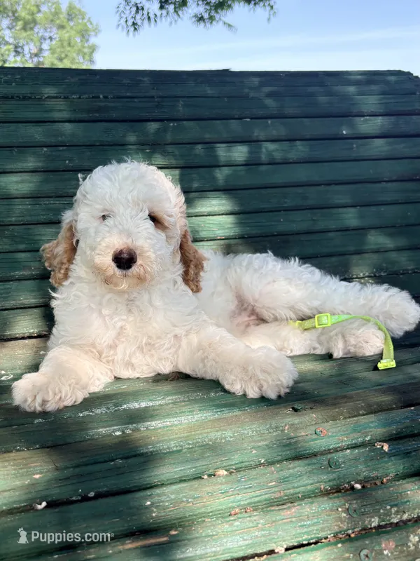 Lime girl – Miniature Goldendoodle puppy for sale in Nashville, TN