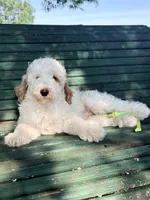 Lime girl, a female Miniature Goldendoodle for sale in Nashville, TN – 1 of 3