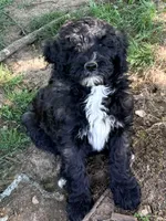 Sam, a male Poodle - Standard  for sale in Nashville, TN – Photo 2 of 3