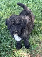 Sam, a male Poodle - Standard  for sale in Nashville, TN – Photo 3 of 3