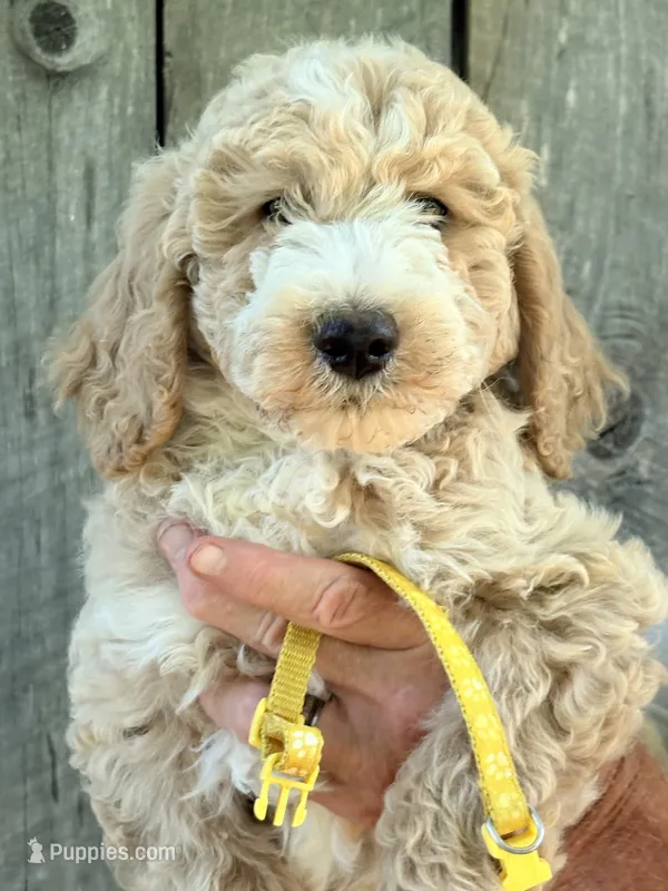 Yellow boy – Miniature Goldendoodle puppy for sale in Nashville, TN