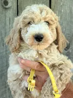 Yellow boy, a male Miniature Goldendoodle for sale in Nashville, TN – 1 of 3