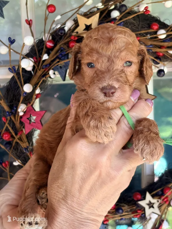 Lucky  – Poodle - Standard  puppy for sale in Nashville, TN