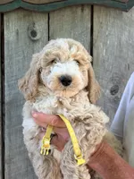 Yellow boy, a male Miniature Goldendoodle for sale in Nashville, TN – 2 of 3