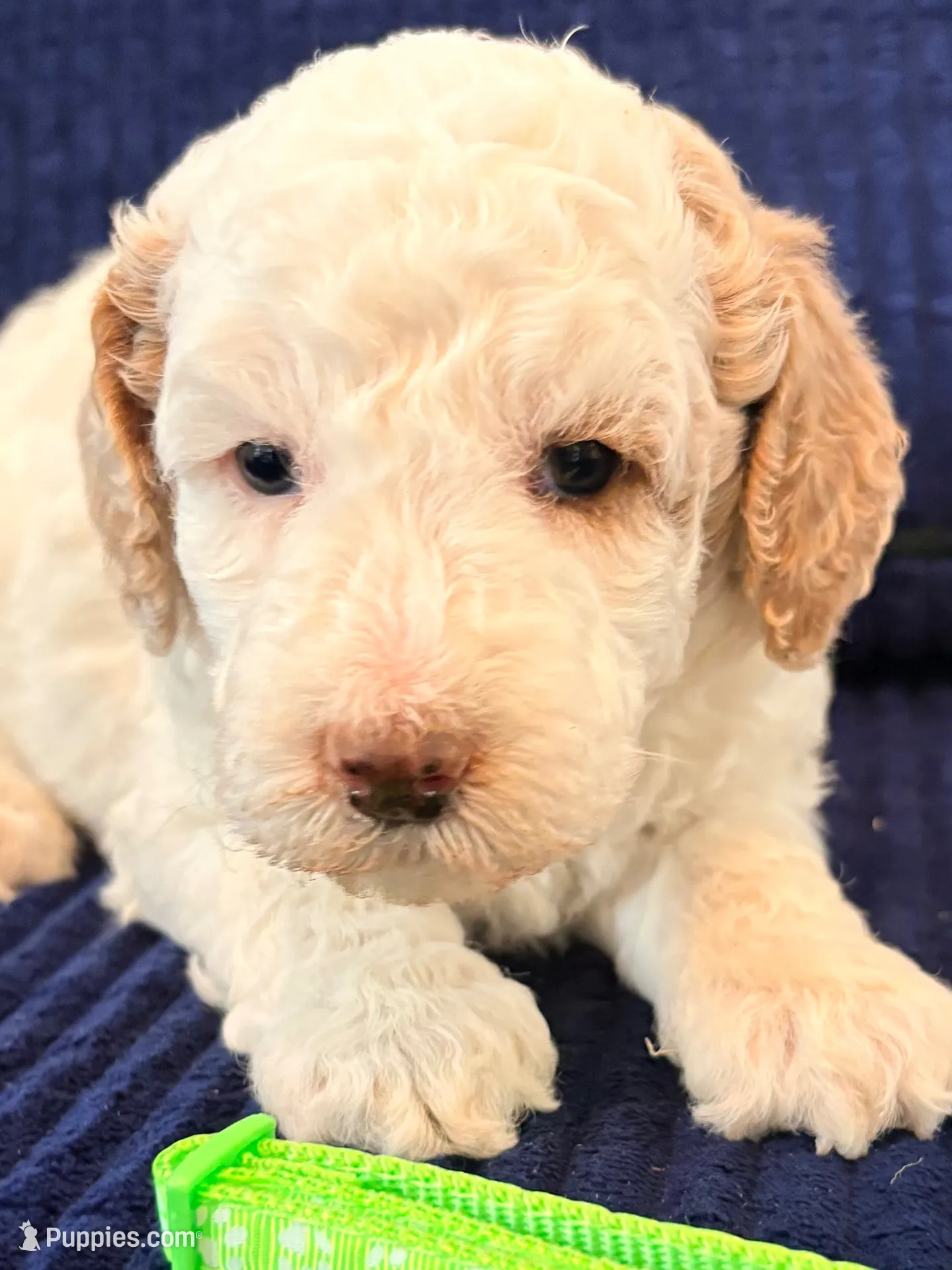 Mint girl, a female Miniature Goldendoodle for sale in Nashville, TN – 3 of 3