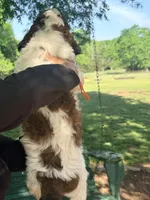 Parti boy , a male Poodle - Standard  for sale in Nashville, TN – Photo 4 of 5