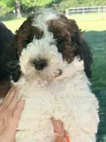 Parti boy , a male Poodle - Standard  for sale in Nashville, TN – Photo 1 of 5