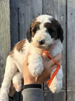 Parti boy , a male Poodle - Standard  for sale in Nashville, TN – Photo 5 of 5