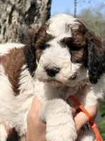 Parti boy , a male Poodle - Standard  for sale in Nashville, TN – Photo 2 of 5