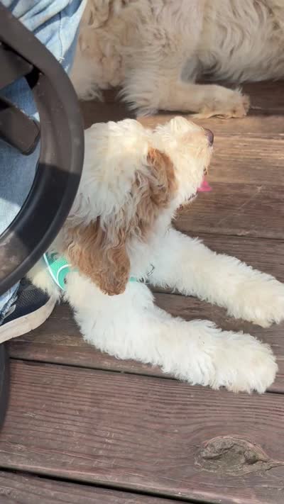 Erin, a female Miniature Goldendoodle for sale in Nashville, TN – 5 of 6